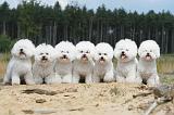 BICHON FRISE 308